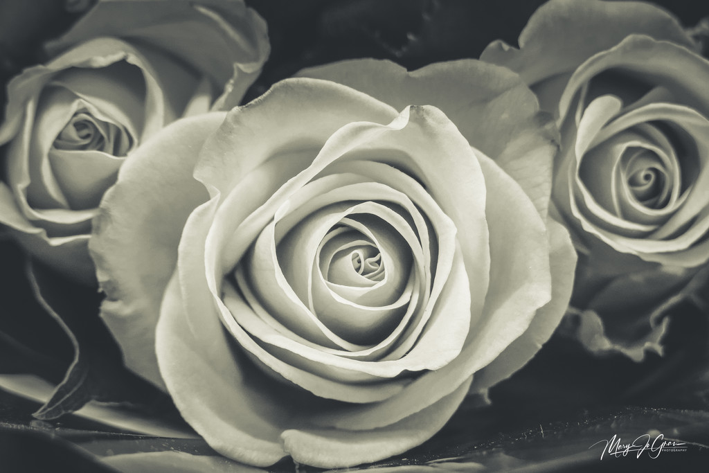 ~Roses~ by crowfan