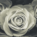 ~Roses~ by crowfan