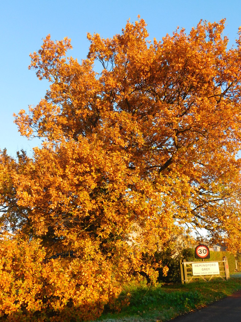 Such beautiful light this morning on the one tree still holding on to it's leaves by 365anne