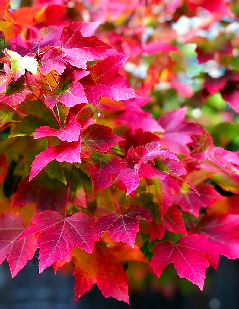 Autumn Colors My Soul by gardenfolk
