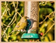 2nd Dec 2019 - Greenfinch