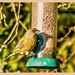 Greenfinch by carolmw