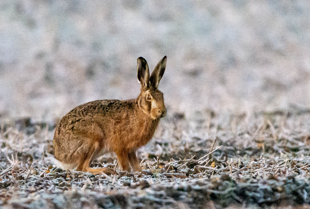 Hare in the frost by stevejacob