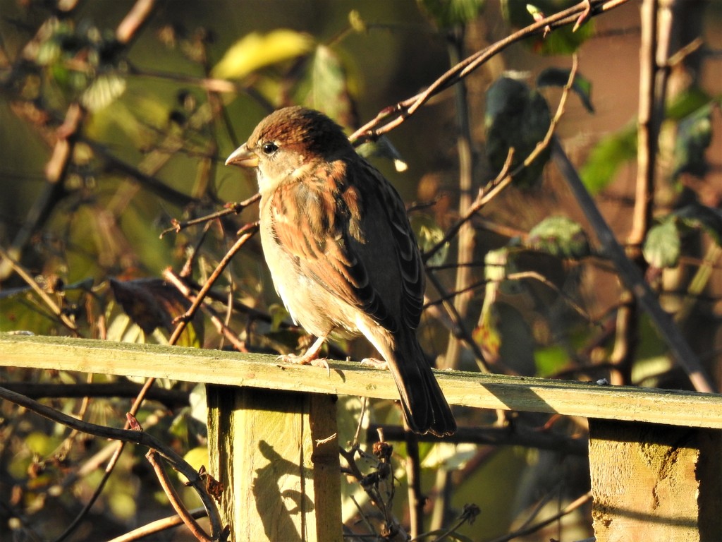 House Sparrow by susiemc
