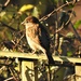 House Sparrow by susiemc