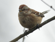 2nd Dec 2019 - american tree sparrow 