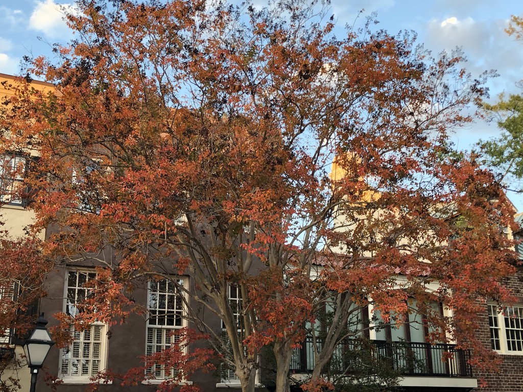 Late November Autumn tree, Charleston  by congaree