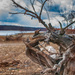 Dam Dead Tree View by ggshearron