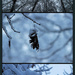 Snow on Trees by olivetreeann