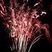 Tree Lighting Fireworks 3 by olivetreeann
