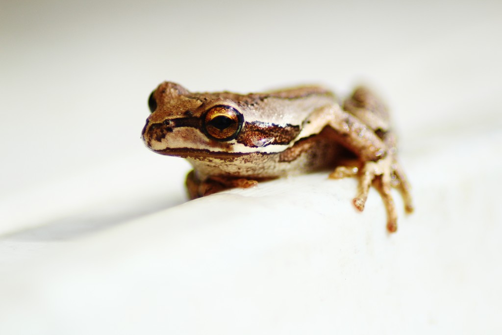 little brown frog by wenbow