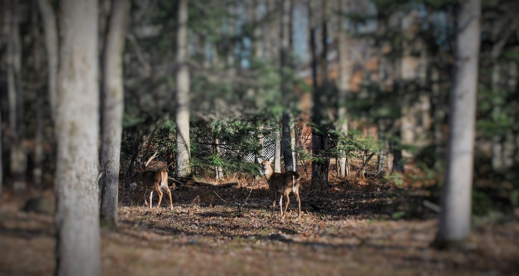 Day 330: Oh, Deer ! by jeanniec57
