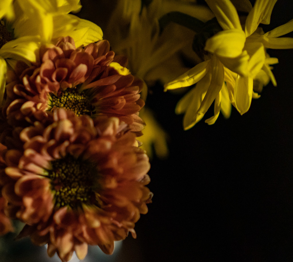Flowers at night by randystreat