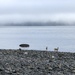 Deer on Beach by kwind
