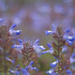 Blue bloom by kgolab