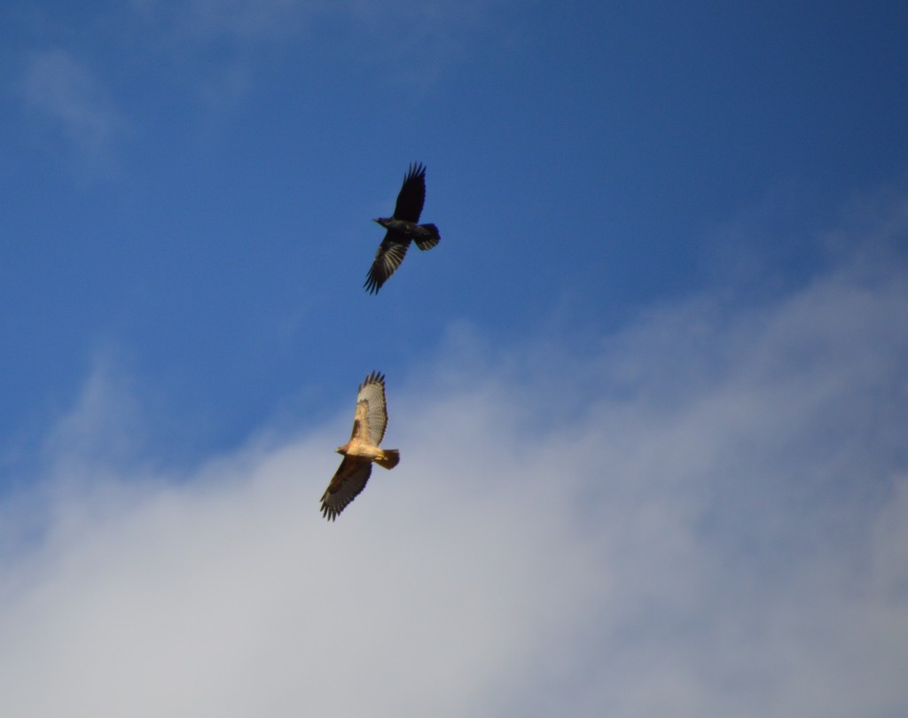 Red Tailed Hawk And A Crow In An Argument. by bigdad