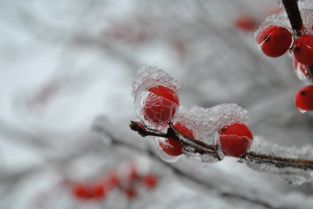 Day 336: Frozen Berries  by jeanniec57