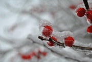 2nd Dec 2019 - Day 336: Frozen Berries 