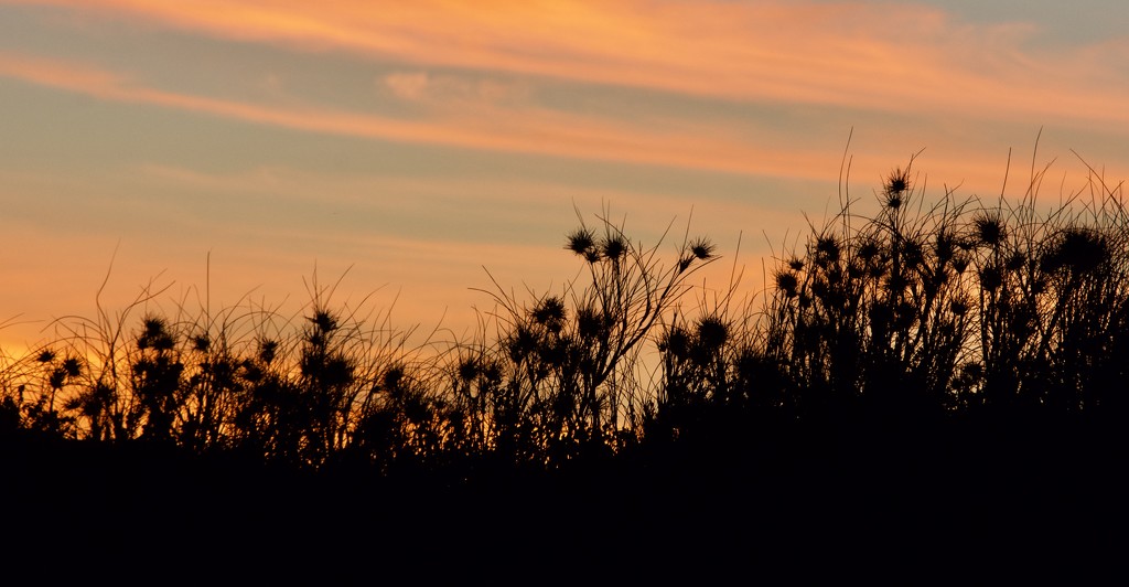 Summer Sunset Silhouettes DSC_5815 by merrelyn
