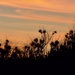 Summer Sunset Silhouettes DSC_5815 by merrelyn