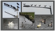 3rd Dec 2019 - Starlings, seagulls, swan and ducks.