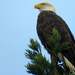 Eagle by seattlite