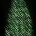 Christmas tree ICM by jernst1779