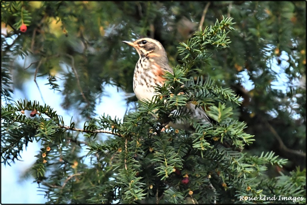 RK3_6522  Lovely to see the redwings again by rosiekind