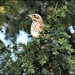 RK3_6522  Lovely to see the redwings again by rosiekind