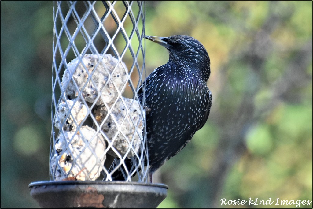 RK2_6867  The starlings are back by rosiekind