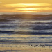 Sanderlings in the Sunset by jgpittenger