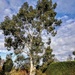 Eucalyptus Dalrympleana - Mountain Gum.  by judithdeacon
