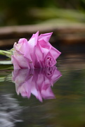 3rd Dec 2019 - Rose and reflection............