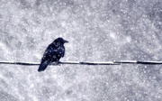 3rd Dec 2019 - Snow Crow