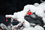 3rd Dec 2019 - Day 337: Frozen Berries Part 2!