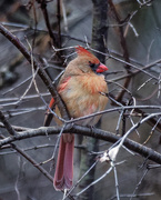3rd Dec 2019 - northern cardinal