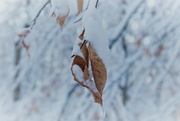 3rd Dec 2019 - leaves in snow