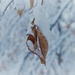 leaves in snow by edorreandresen
