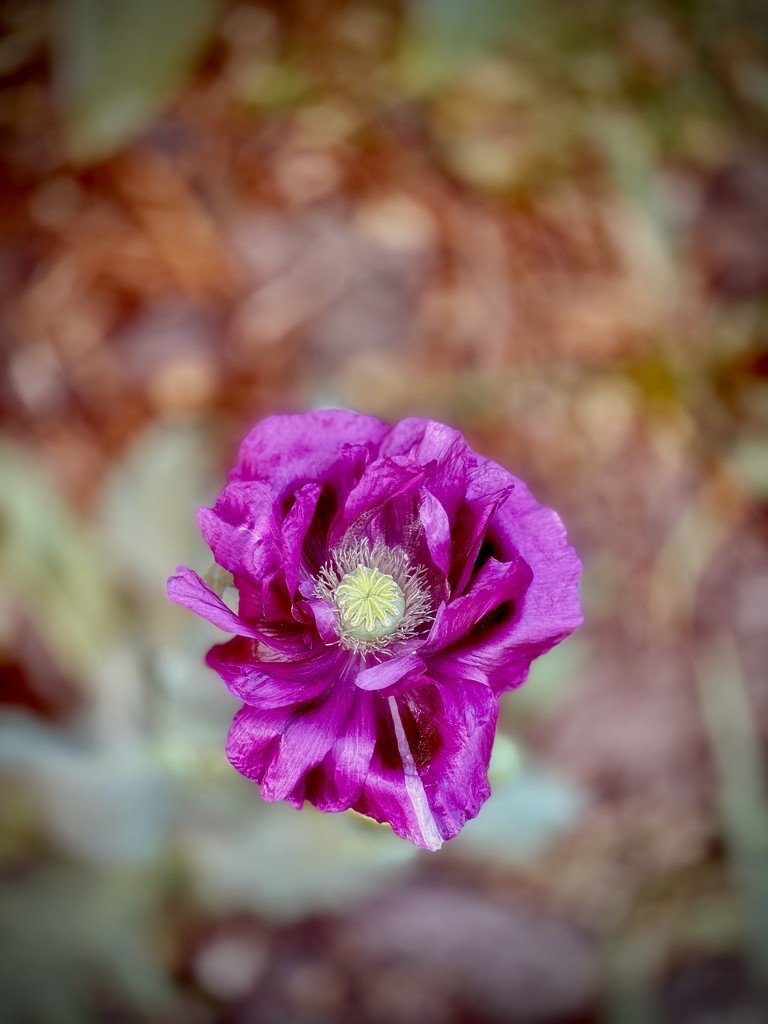 Windblown by maggiemae