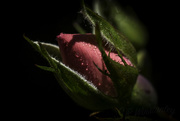 4th Dec 2019 - Sweet Rose