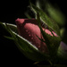 Sweet Rose by kipper1951