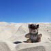  Happy as a bear in sand by judithdeacon