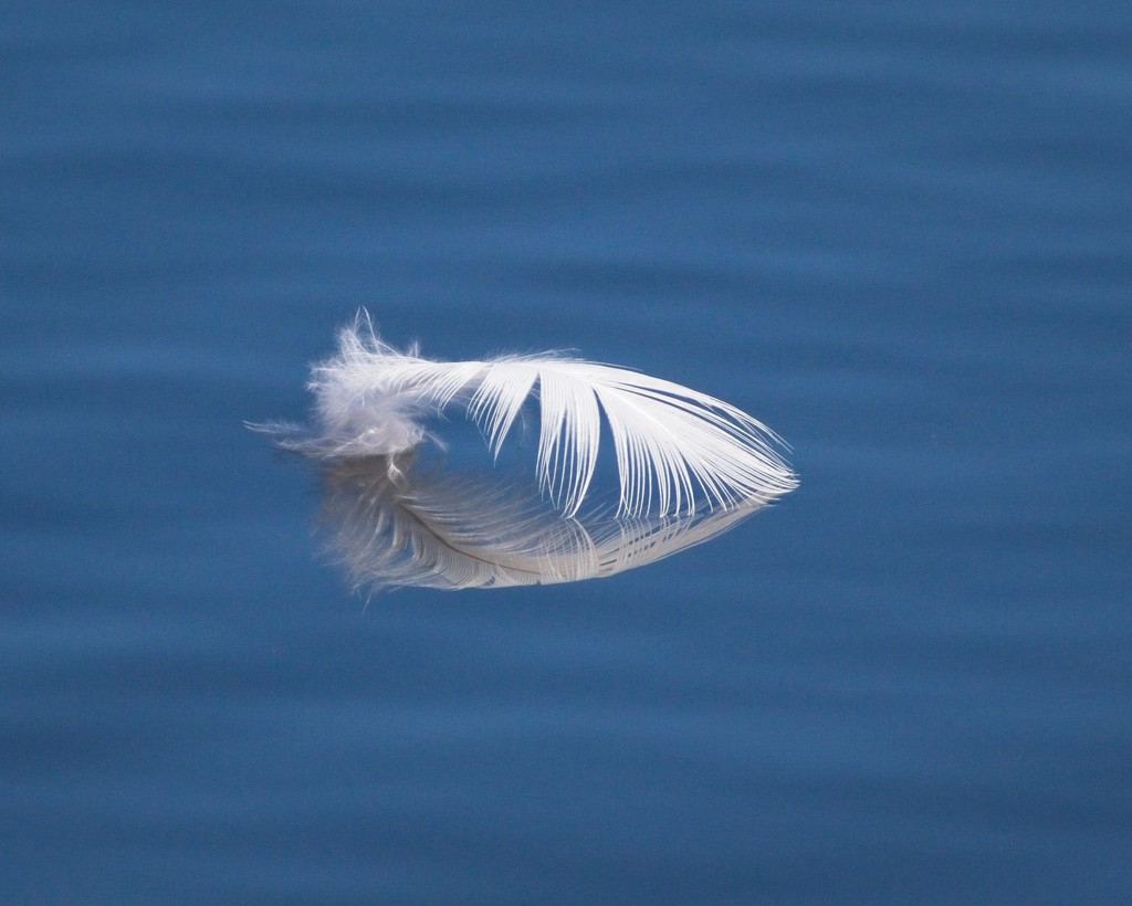 LHG_0467 egrets Feather by rontu