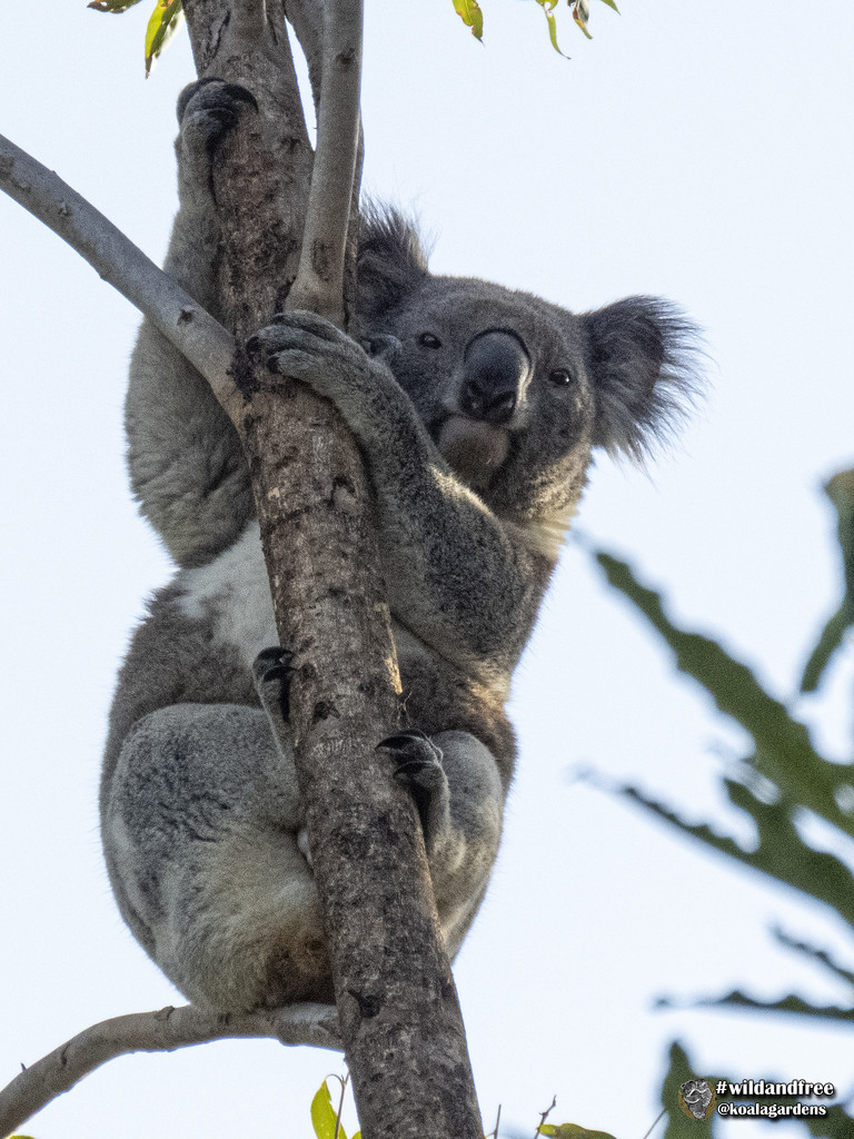 a handsome fella by koalagardens