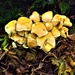 Funky Fungi by ajisaac