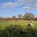 Longhorned Cows by mattjcuk