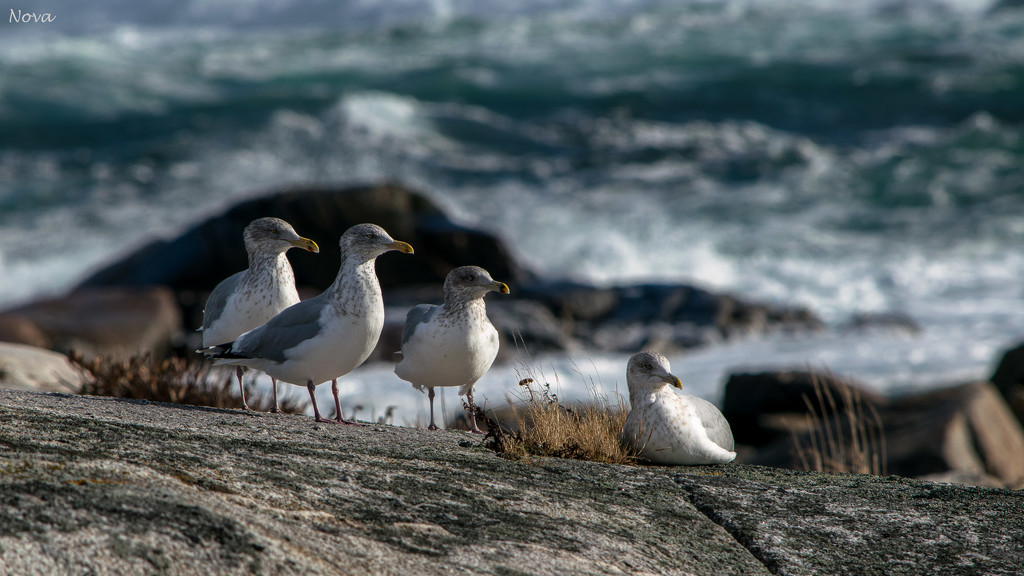 4 gulls by the sea by novab