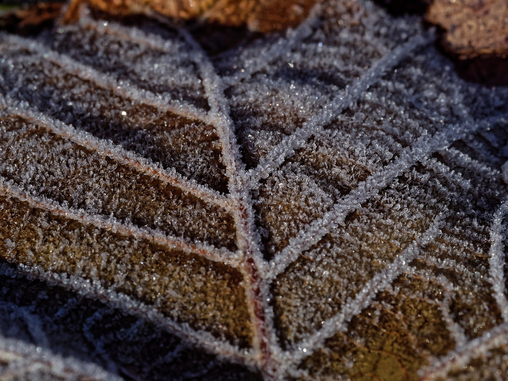 frosted leaf by rminer