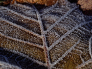 4th Dec 2019 - frosted leaf