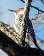 4th Dec 2019 - red-bellied woodpecker